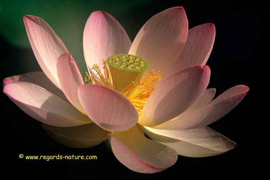 Lotus d’Asie - surimpression<br>(Nelumbo nucifera)