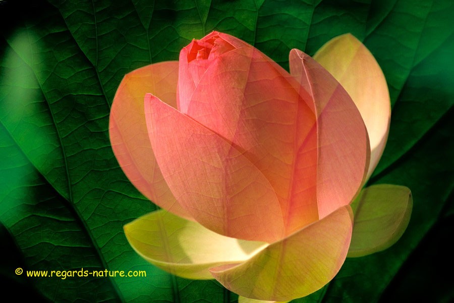 Lotus d’Asie - surimpression<br>(Nelumbo nucifera)