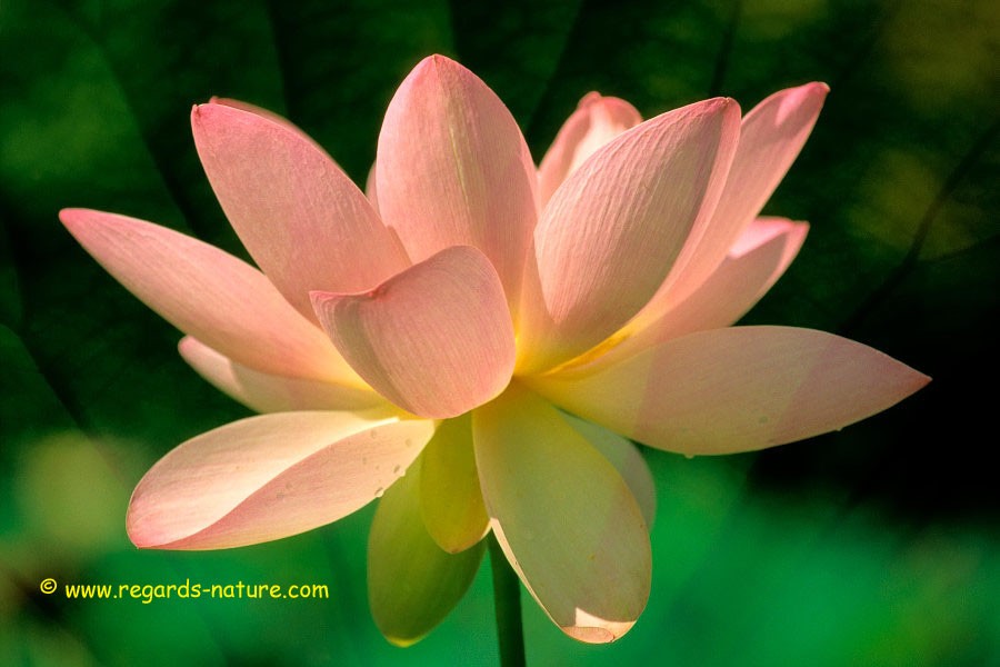 Lotus d’Asie - surimpression<br>(Nelumbo nucifera)