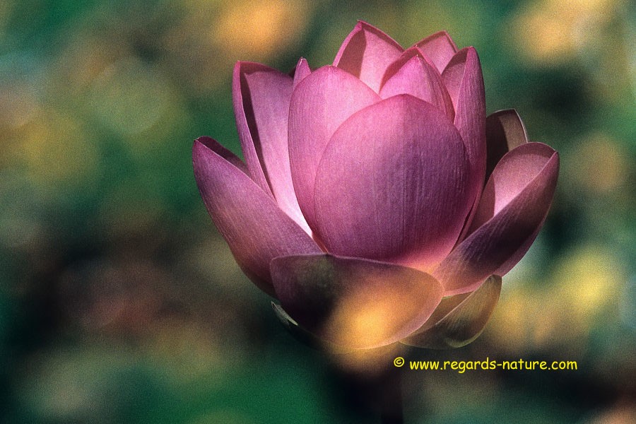 Lotus d’Asie - surimpression<br>(Nelumbo nucifera)