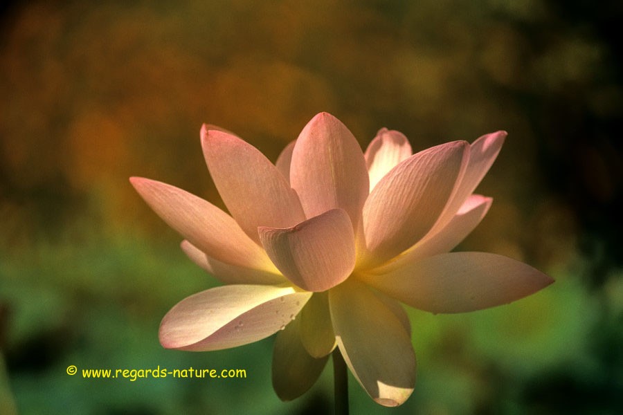 Lotus d’Asie - surimpression<br>(Nelumbo nucifera)