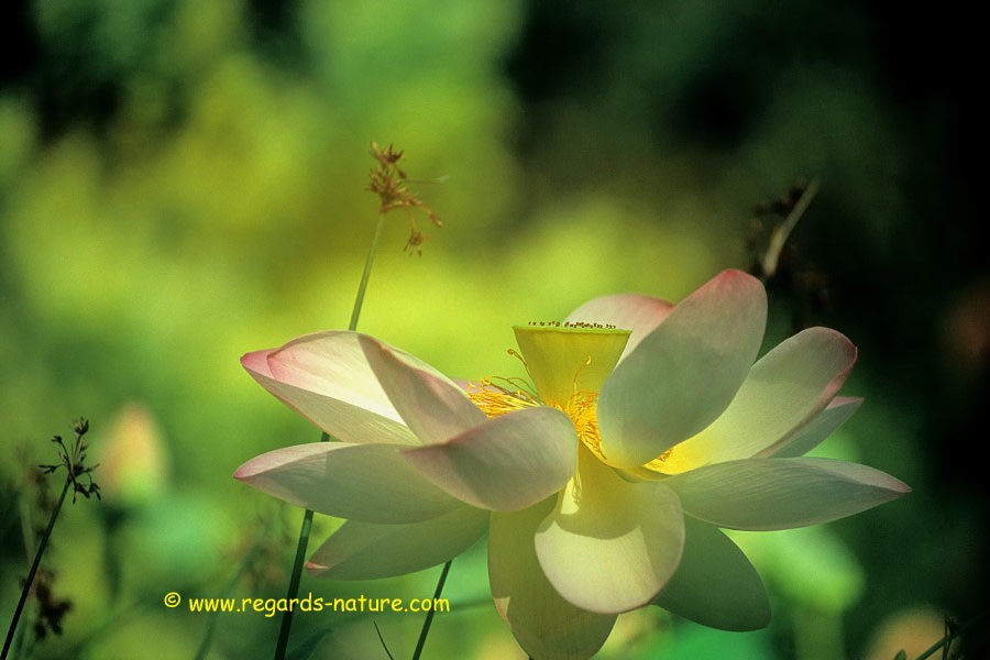 Lotus d’Asie - surimpression<br>(Nelumbo nucifera)