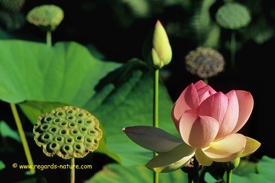 Lotus d’Asie<br>(Nelumbo nucifera)