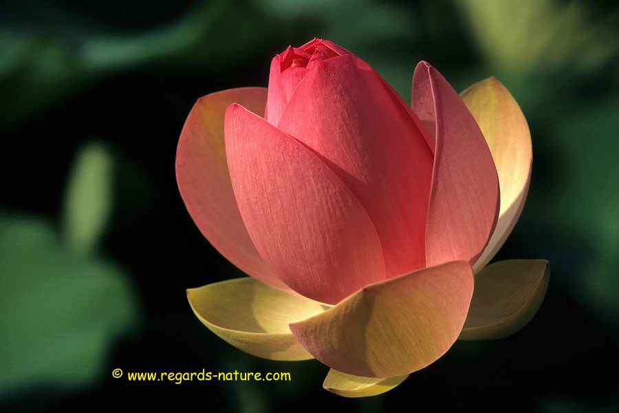 Lotus d’Asie<br>(Nelumbo nucifera)