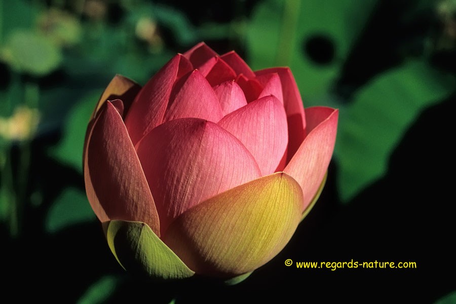 Lotus d’Asie<br>(Nelumbo nucifera)
