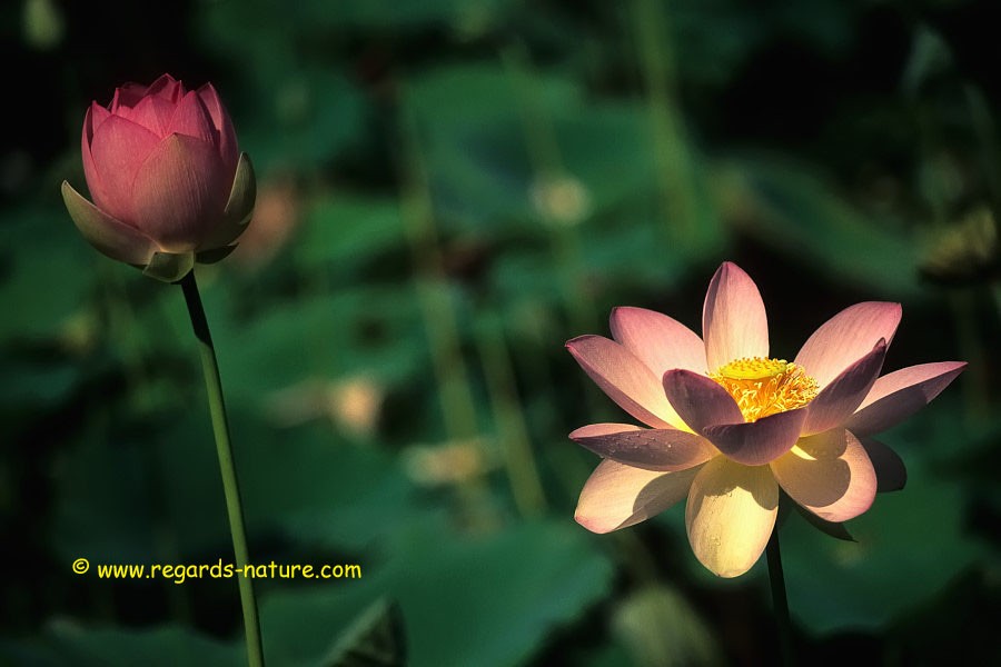 Lotus d’Asie<br>(Nelumbo nucifera)
