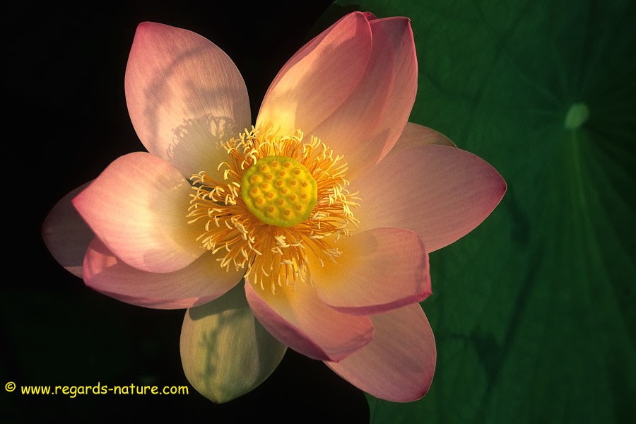 Lotus d’Asie<br>(Nelumbo nucifera)