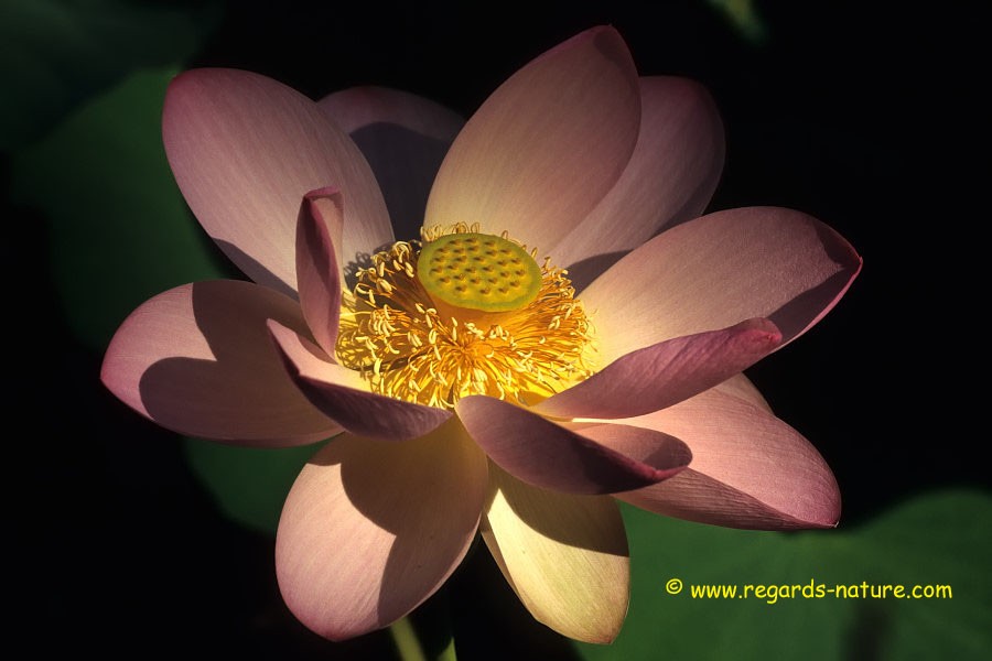 Lotus d’Asie<br>(Nelumbo nucifera)