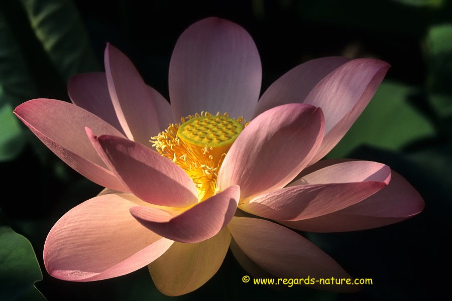 Lotus d’Asie<br>(Nelumbo nucifera)