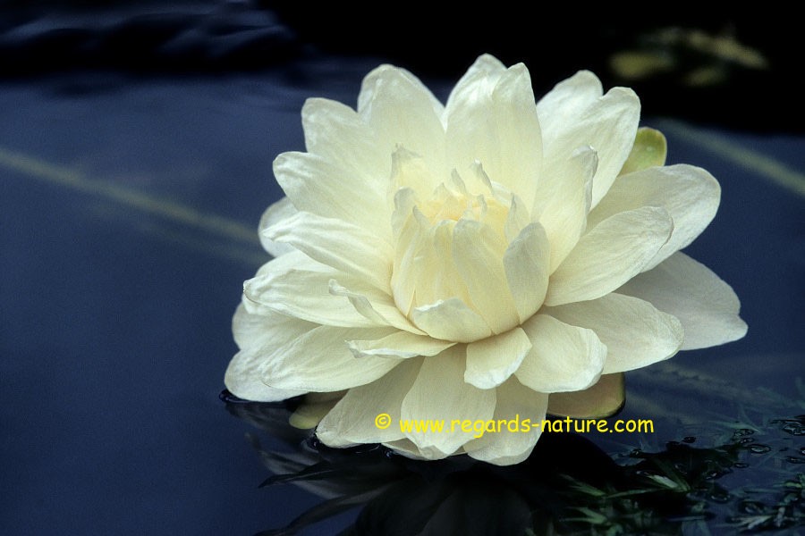 Victoria cruziana<br>(Fleur blanche 1er jour)