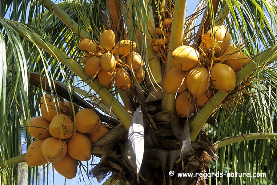 Cocotier de mer - femelle<br>(Lodoicea maldivica)