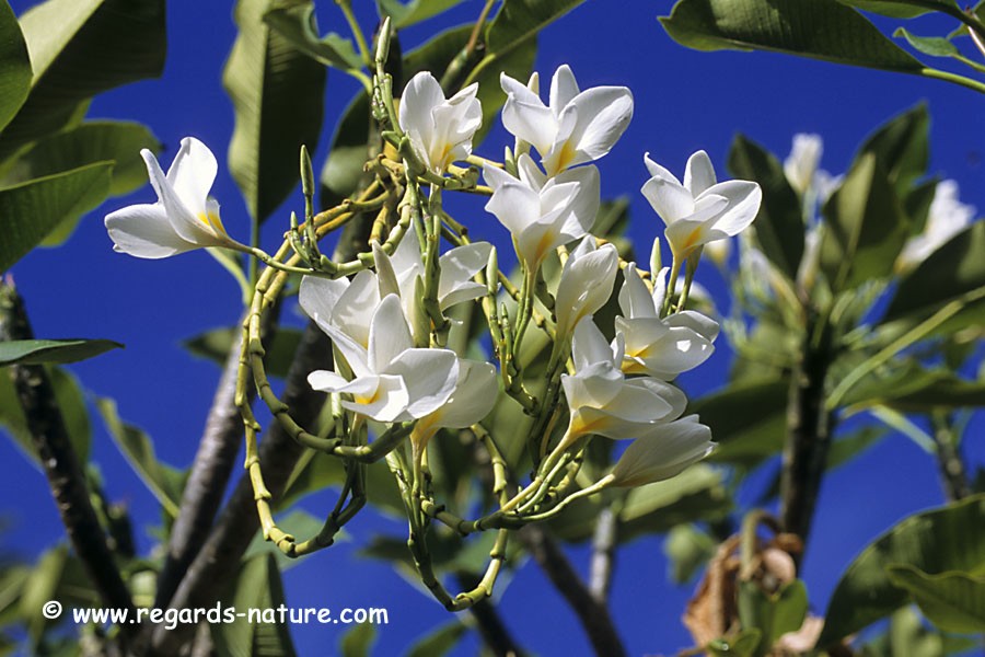 Frangipanier - fleurs<br>(Plumeria)