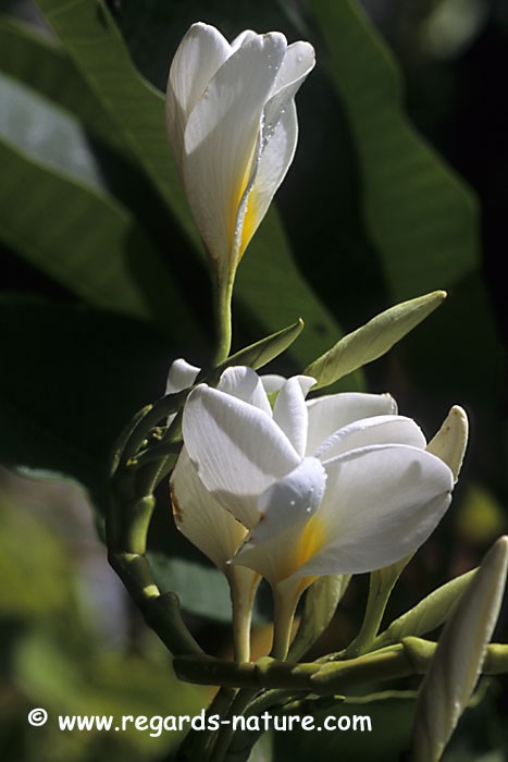 Frangipanier - fleurs<br>(Plumeria)