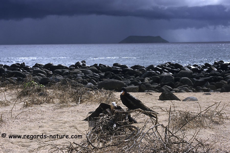 Orage et grandes frégates<br>(North Seymour)