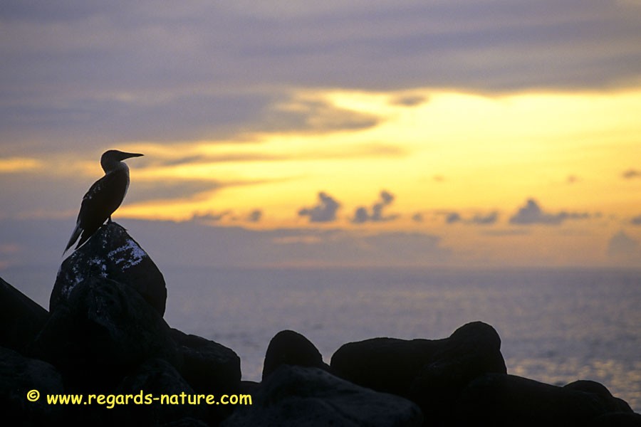 Fou rêveur - isla Lobos<br>(San cristobal)