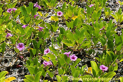 Plage morning glory<br>(Isabela)